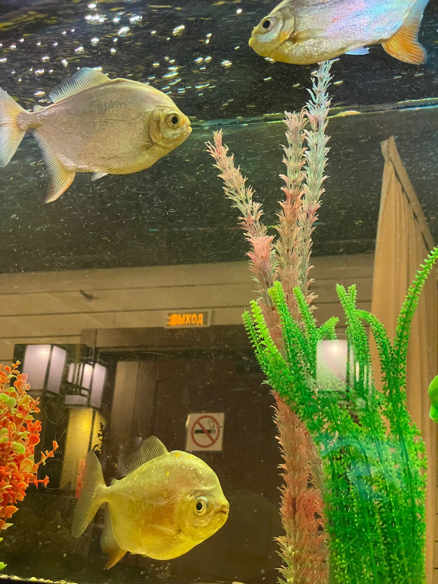 Фото: Ян Примус, ресторан, Россия, Москва, просп. Вернадского, 121, корп. 1 - Ян