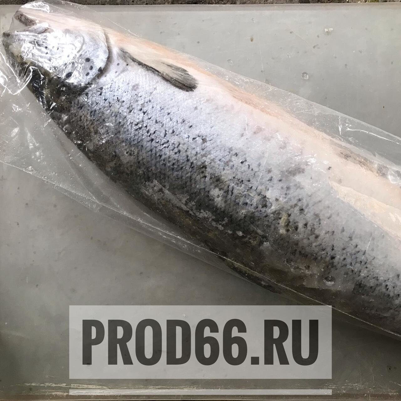 Магазины рыбы и морепродуктов в Октябрьском районе рядом со мной – Купить  морепродукты: 31 магазин на карте города, 6 отзывов, фото – Екатеринбург –  Zoon.ru