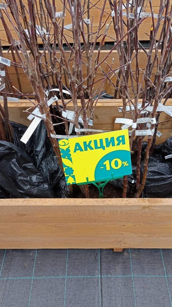 сады беловых воронеж. феодосия садовые участки очистные фото и цены. сады беловых воронеж. дуб черешчатый фастигиата quercus robur fastigiata. сады беловых воронеж.