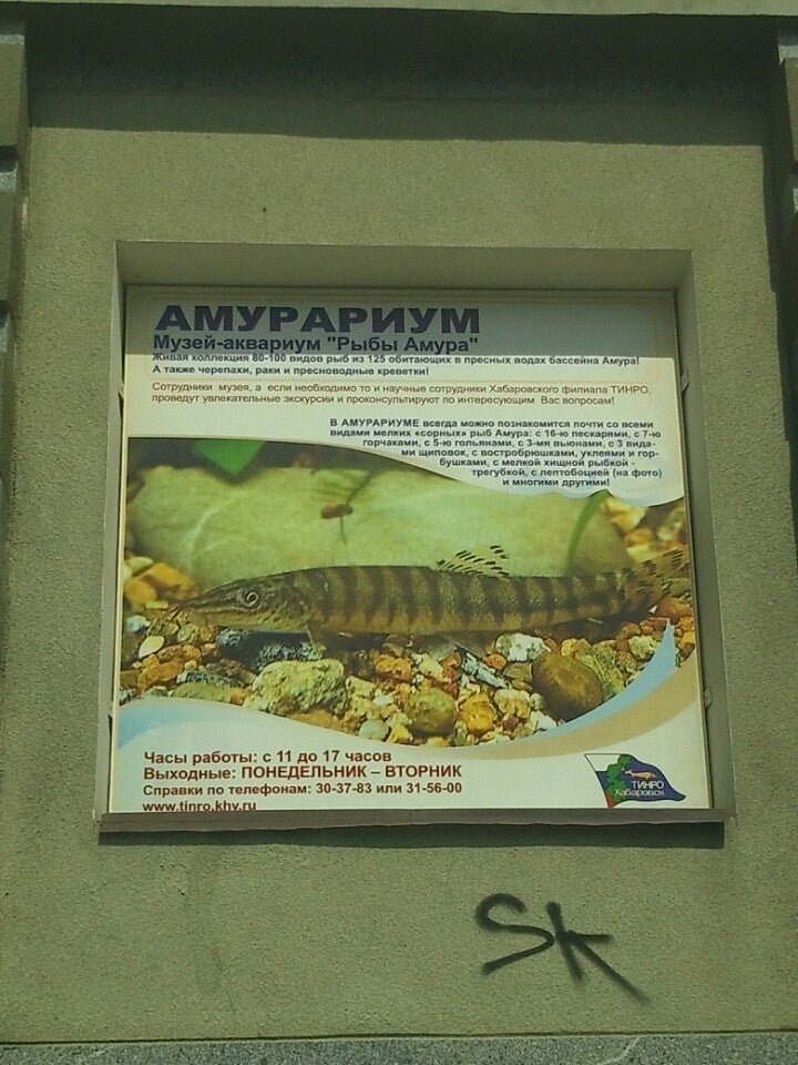 Рыбы амура музей в хабаровске