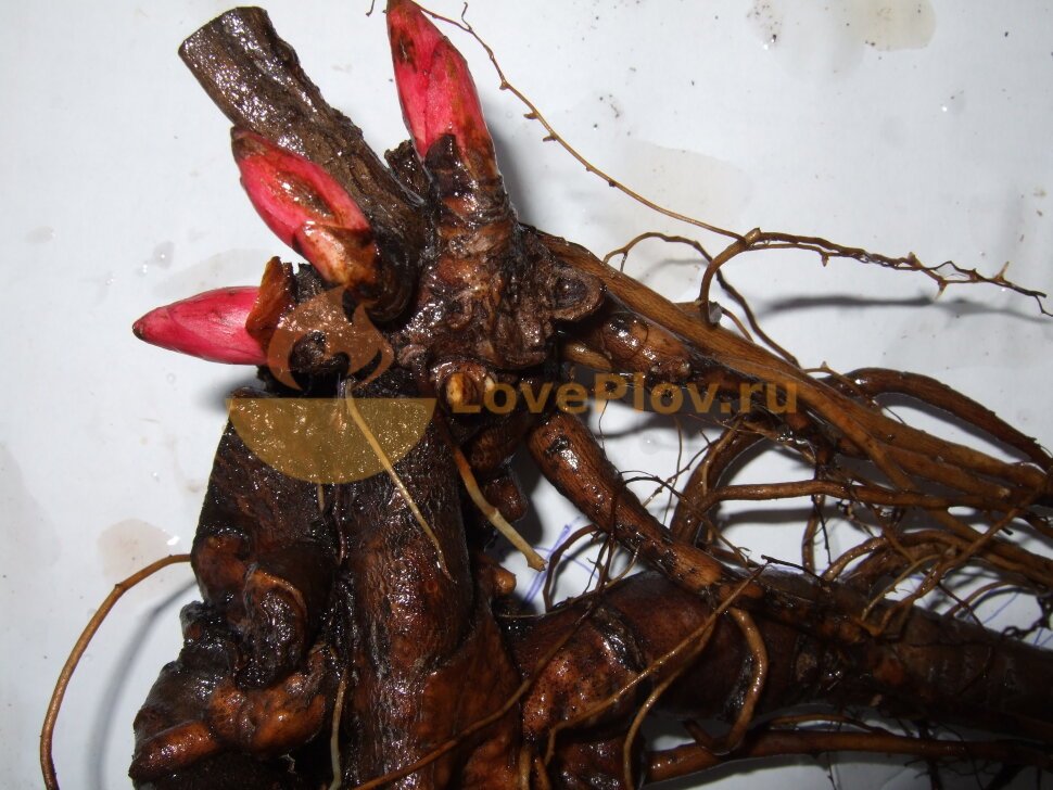 Пионы корешки. Озон корни пионов. Пион мадам годишо. Корневища пионов. Озон корни пионов.