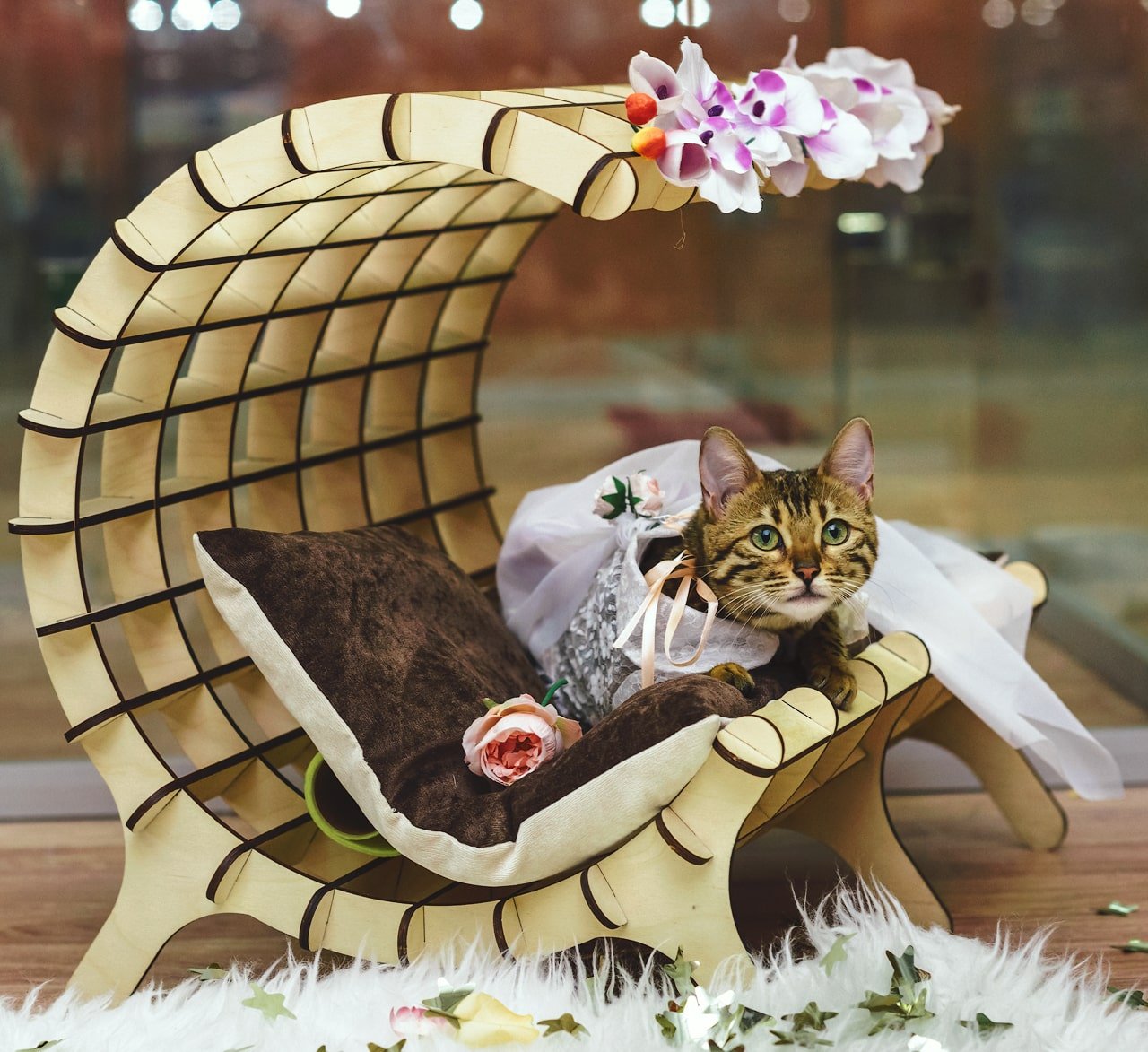 Отель для животных BookingCat - отзывы, фото, цены, телефон и адрес ...