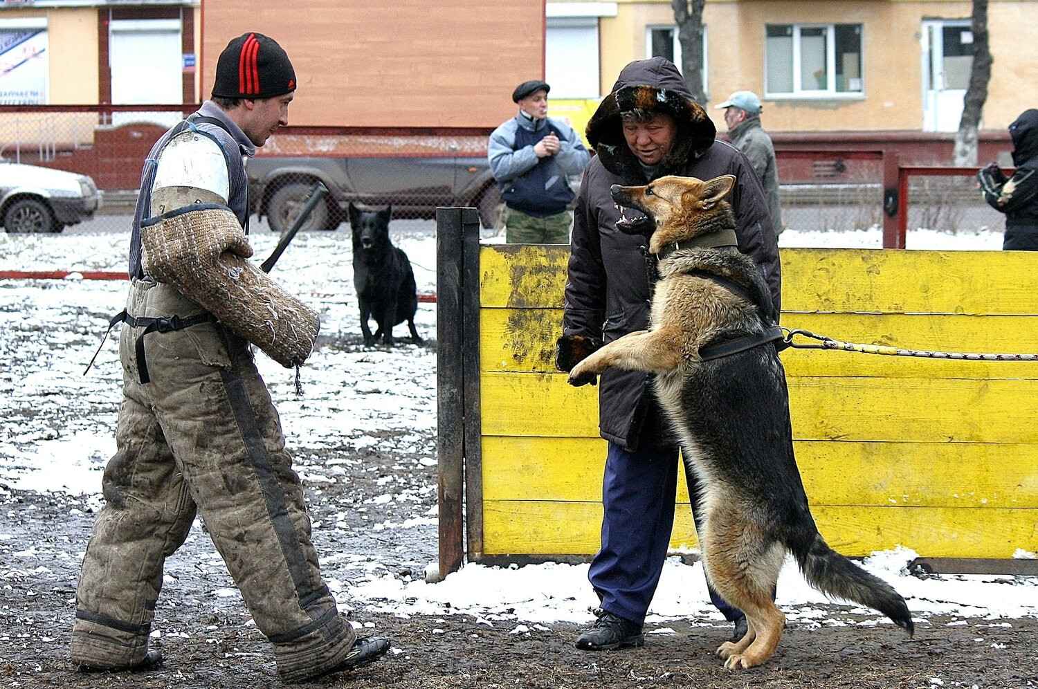 Дмитрий Колокольцов – дрессировщик – Кемерово – Zoon.ru