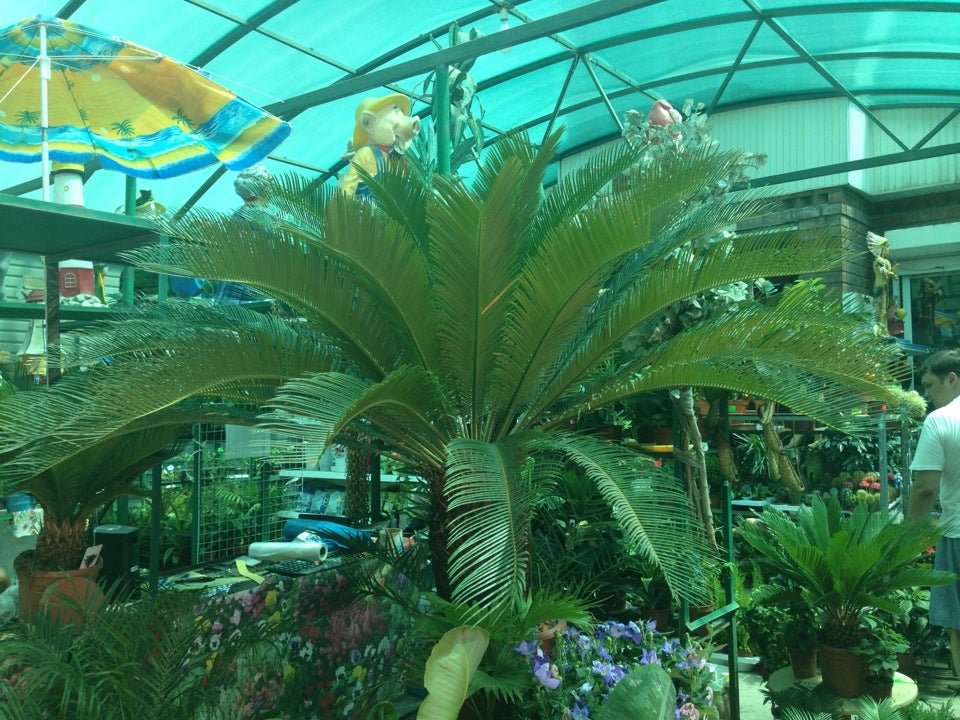 Растения юго западная. Растения юго западная. Остров сокотра йемен. Растения юго западная. Сокотра остров деревья.