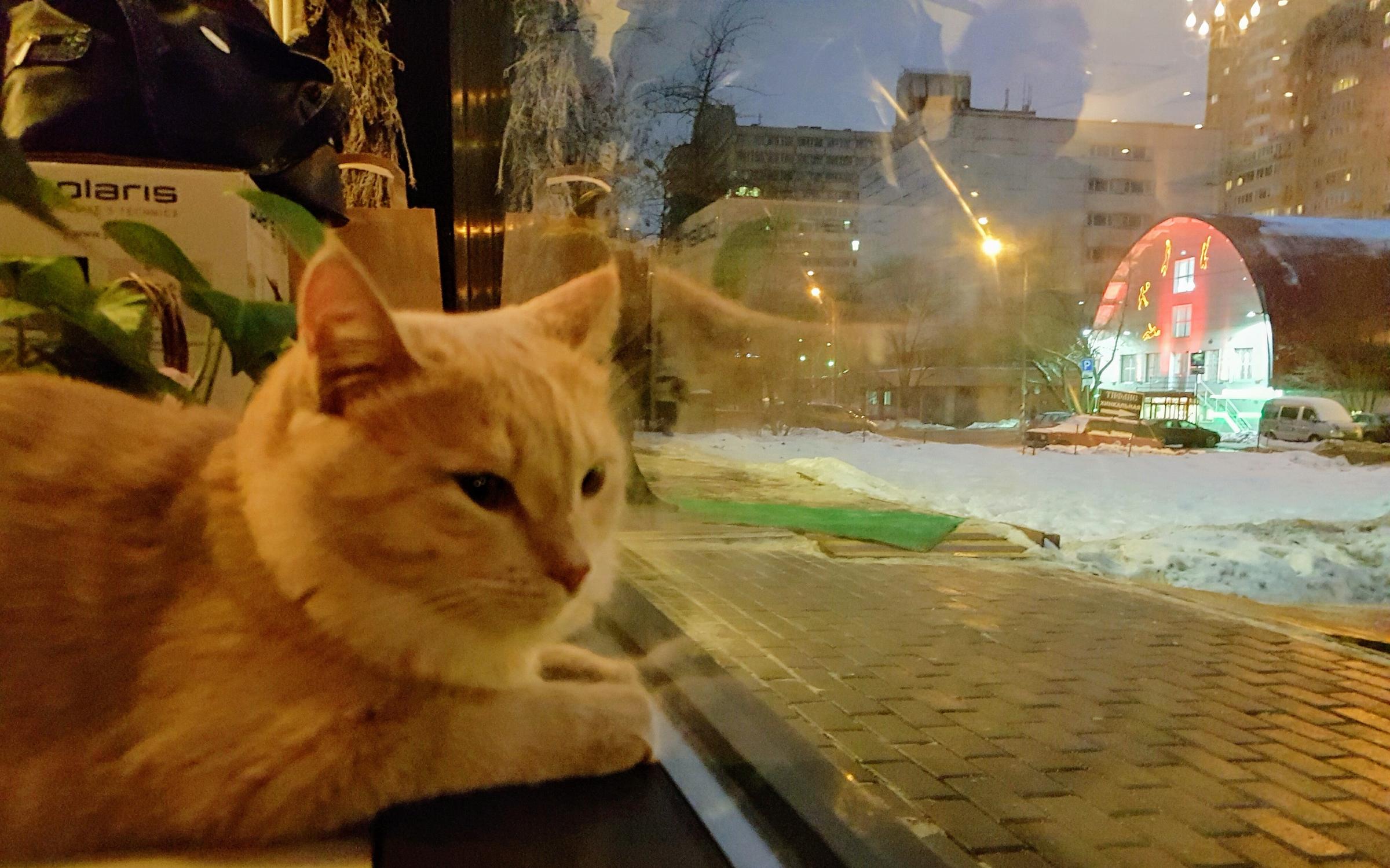 Кафе Fat Cat на улице Кржижановского - отзывы, фото, онлайн ...