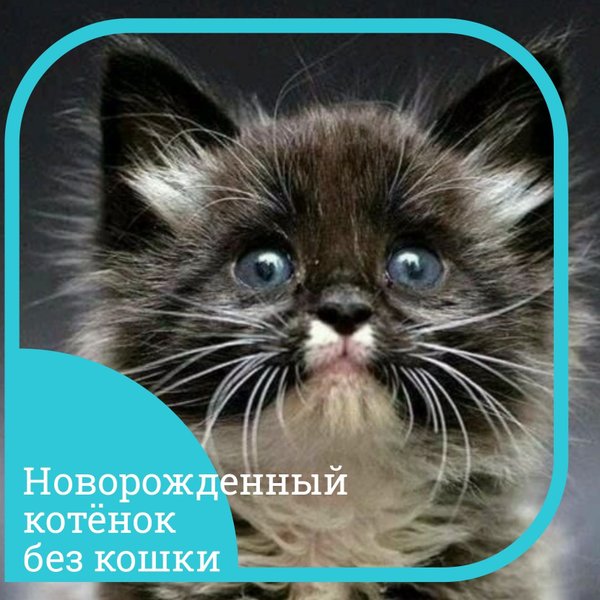 Котенок спрыгнул с дивана и хромает