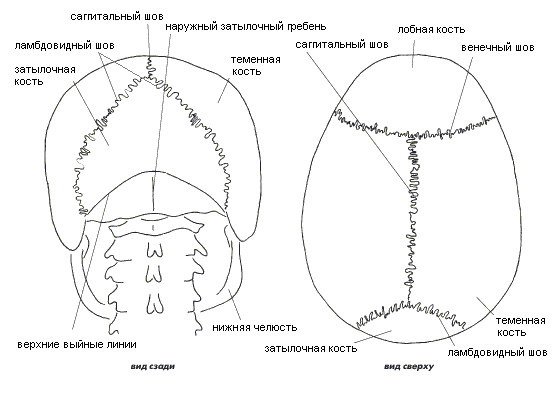 Кости черепа сзади картинки с подписями