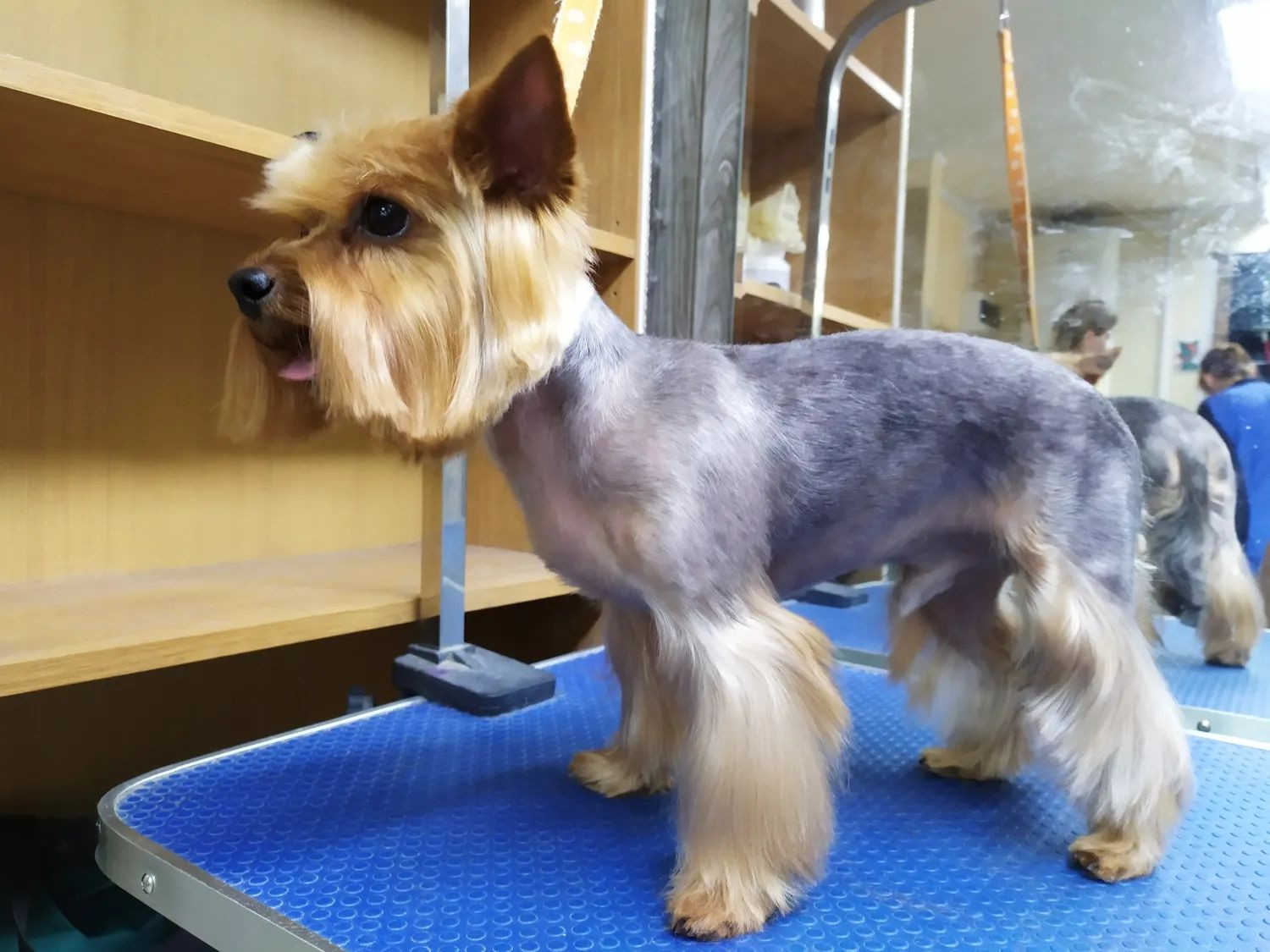 Стрижка собак в новокуйбышевске. Авито грумер. Авито грумер. Бишон фризе груминг. Тримминг вест хайленд уайт.