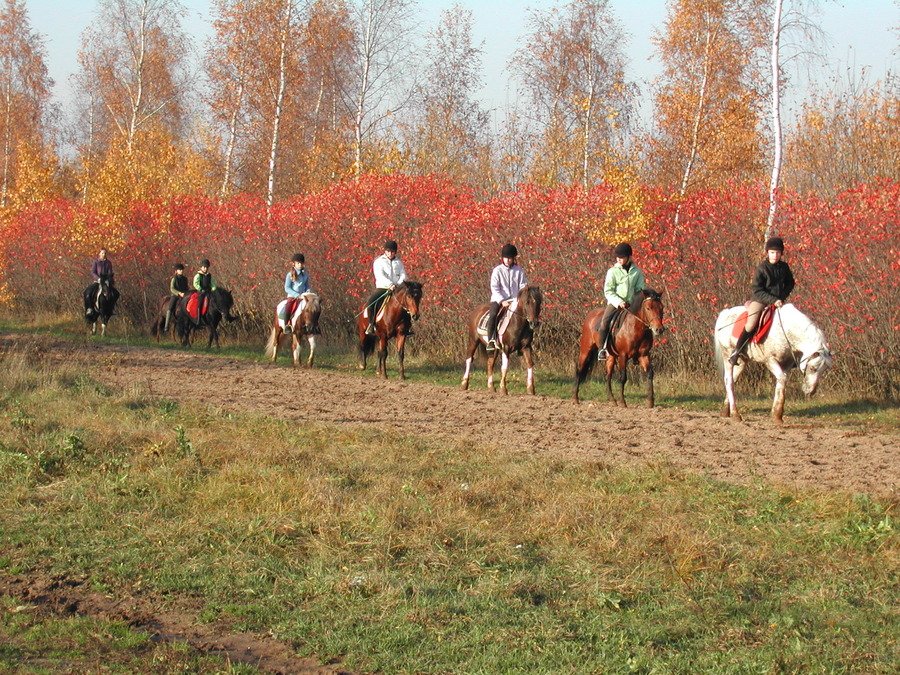 Конный спорт планерная. ОУСЦ Планерная пони. Конноспортивная школа Планерная. Пони спорт Планерная. Спорт школа по конному спорту Планерная.