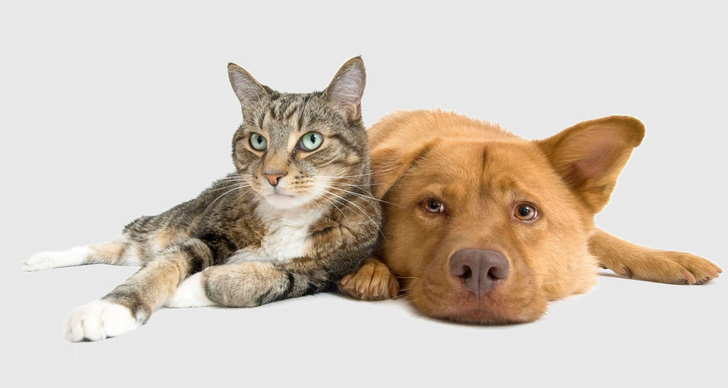 Беспородные кошки и собаки