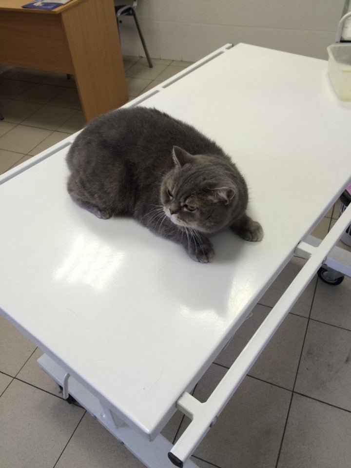 Ветеринарная клиника Лимарта в Восточном Бирюлево - отзывы, фото, цены ...