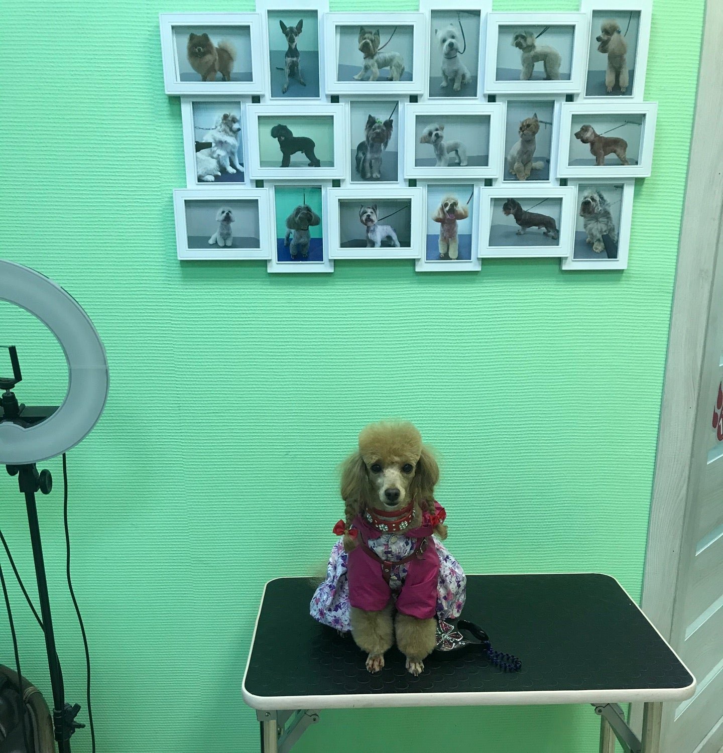 Ника, салон по уходу за животными на Ленинском проспекте в Санкт ...