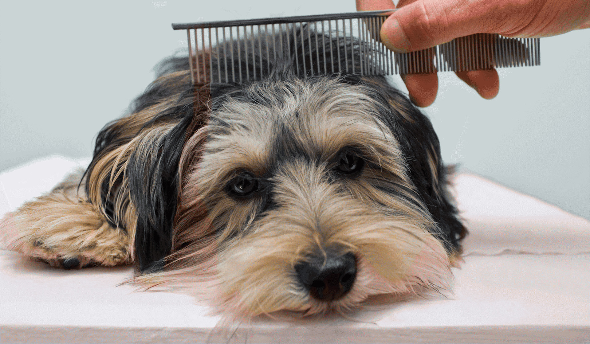 Шерсть собаки крупным планом. Мех собаки. Шерсть щенков. Для вычесывания шерсти у собак. Мех собаки.