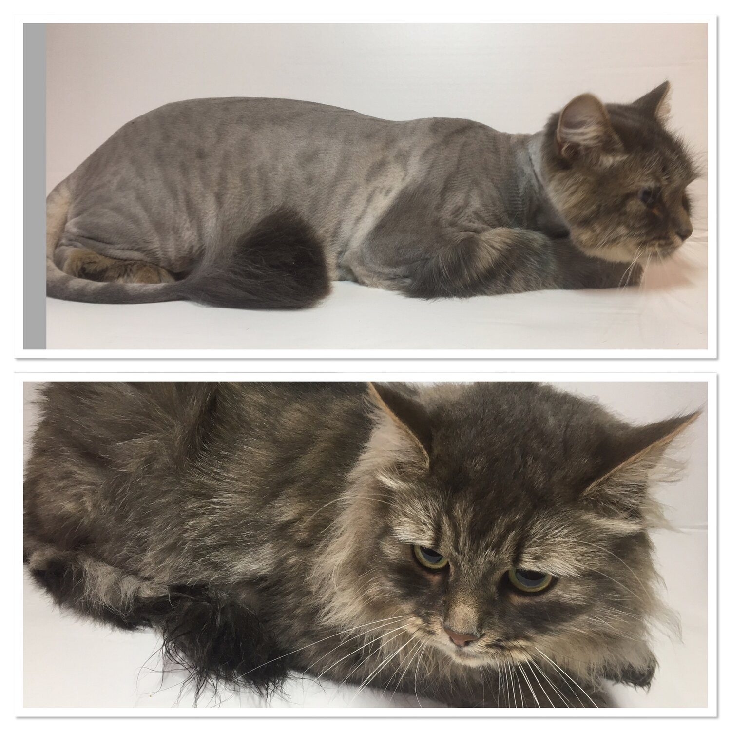 Березовская Ольга – грумер – Орёл – Zoon.ru