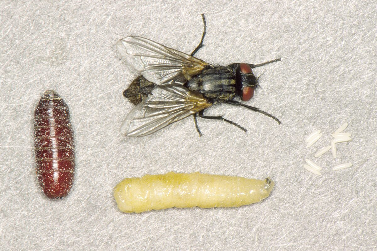 Развитие мясной мухи. Личинки синантропных мух. Личинки мухи каллифориды.