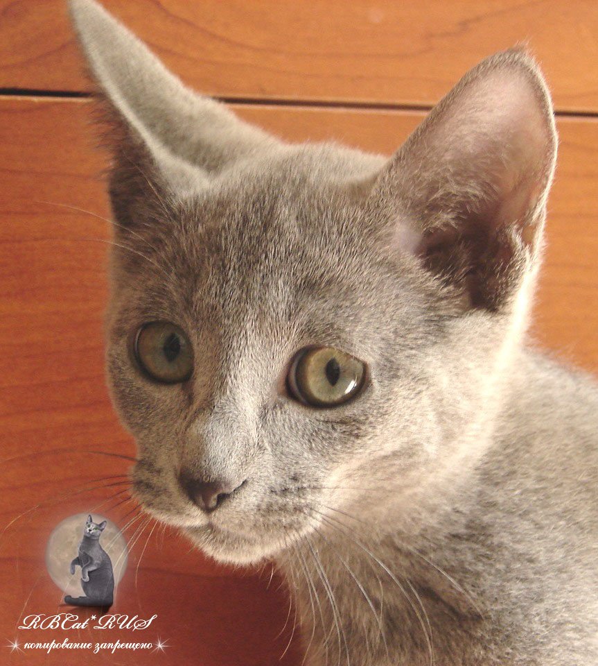 питомник русских голубых кошек в екатеринбурге
