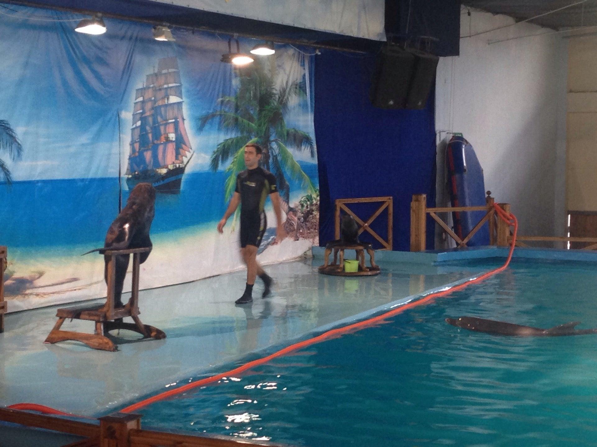 Дельфинарий колизей в лазаревском. Тренера лазаревское дельфинарий тренеры. Дельфинарий колизей в лазаревском. Дельфинарий колизей в лазаревском. Дельфинарий колизей в лазаревском часы посещения.