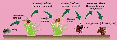 Жизненный цикл собачьего клеща схема