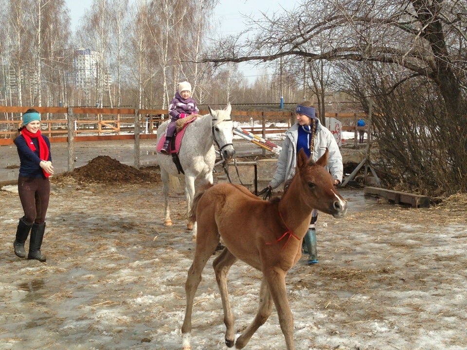 Вольный ветер конный клуб Екатеринбург