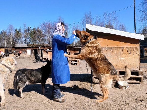 Матрас в приют для животных