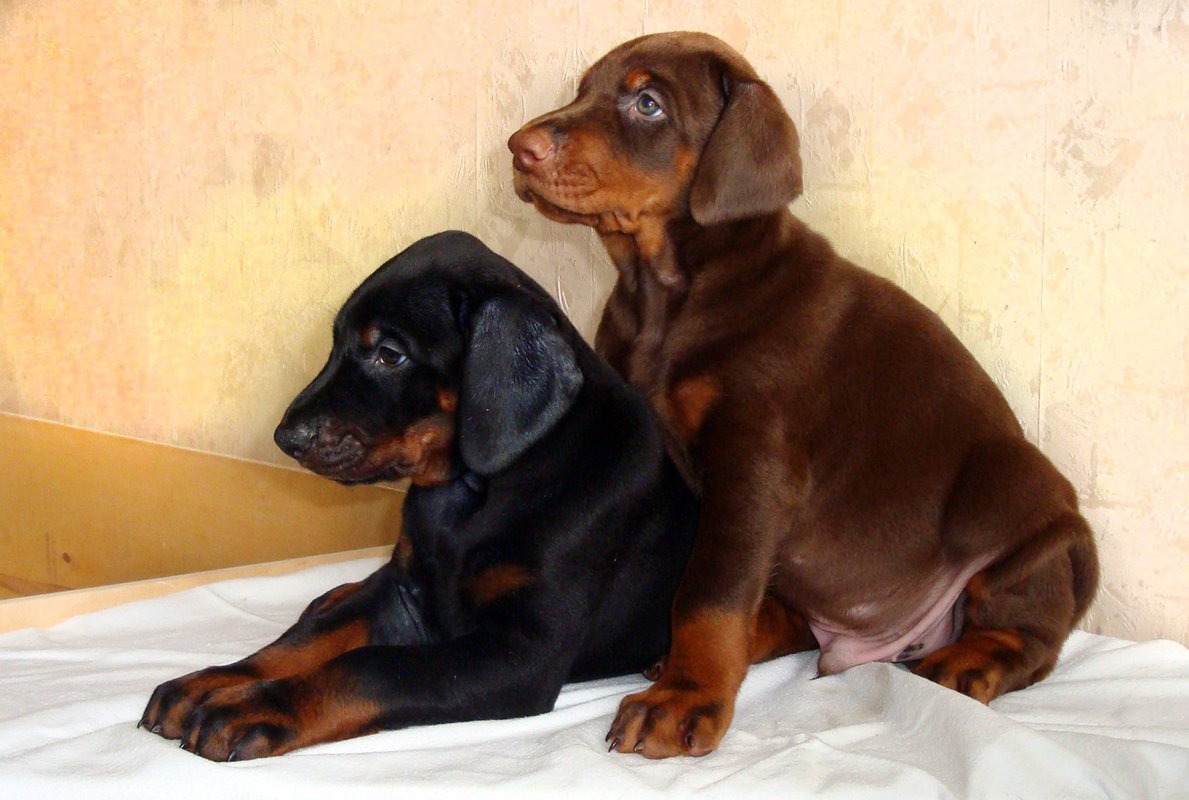 Доберман коричневый щенок
