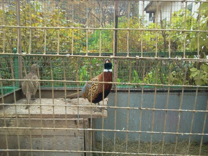 Зооцентр питон ул орджоникидзе 9а 2 фото. Зооцентр питон ул. Зооцентр питон в комсомольске-на-амуре. Зоопарк комсомольск на амуре питон. Зоопарк комсомольск на амуре питон.