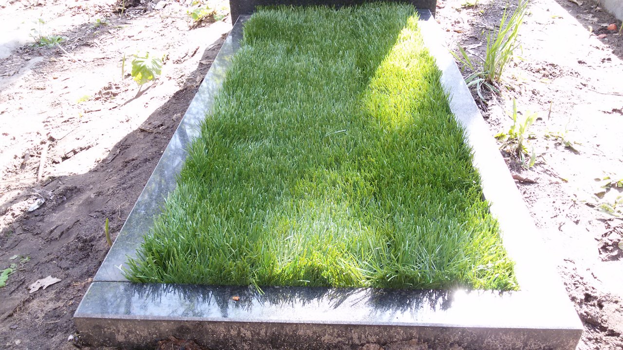 Газонная трава на кладбище фото
