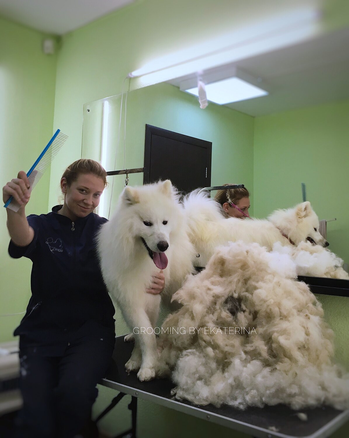 Метис шпица и болонки черный. Пастор каталан. Грумер пермь. Груминг собак. Груминг собак.