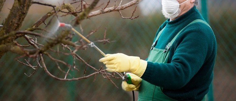 Опрыскивание деревьев на зиму. Обработка деревьев весной. опрыскивание сада весной. весенняя обработка сада от болезней и вредителей. мел для косточковых деревьев весной.