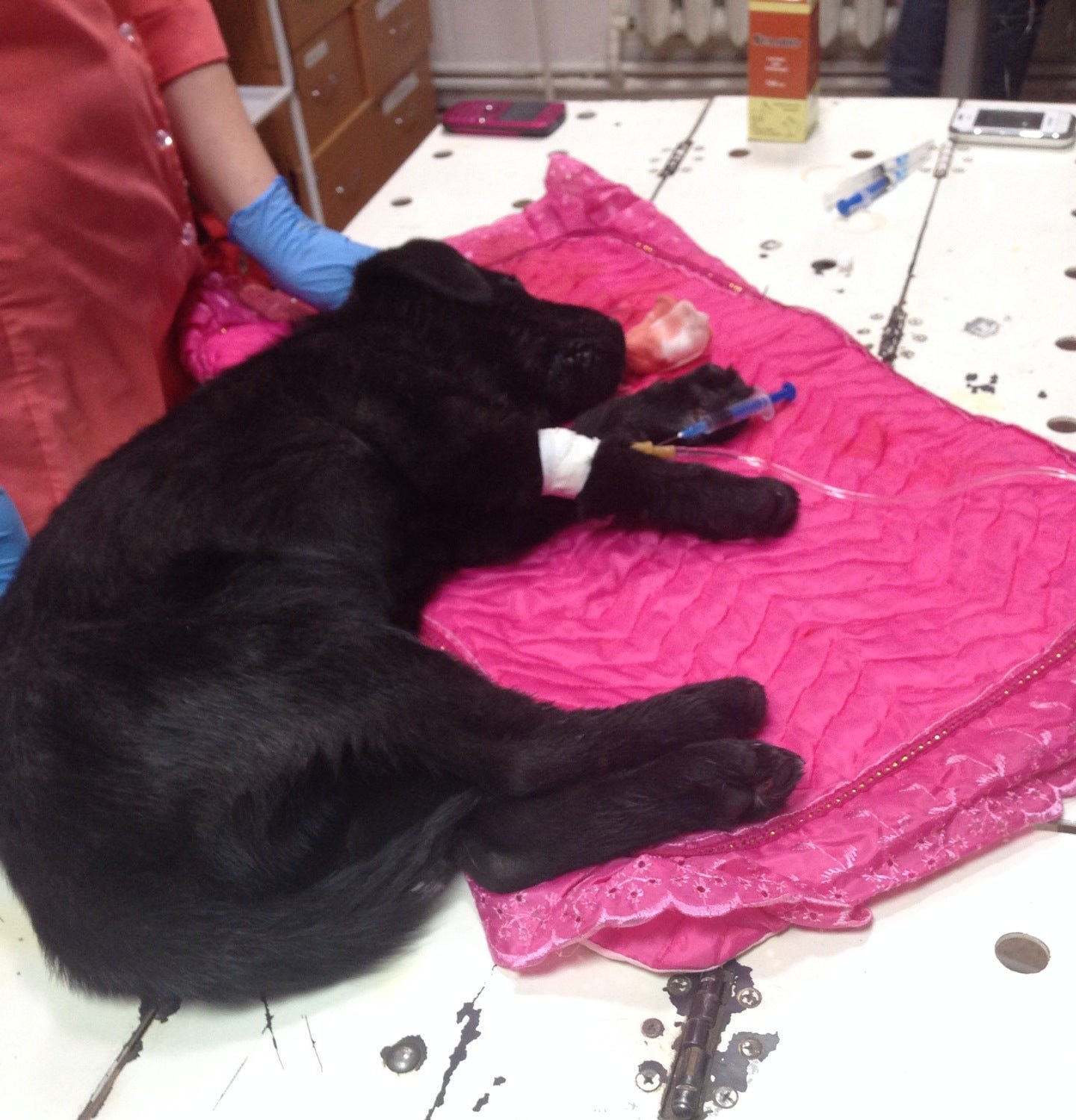 Ветеринарная клиника 4 движения одной лапы кота на улице Богдана ...