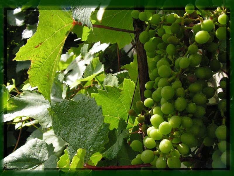 питомник волжский сад. саженцы волжский сад. питомник волжский сад казань. ооо «волжский сад». розы волжский сад.