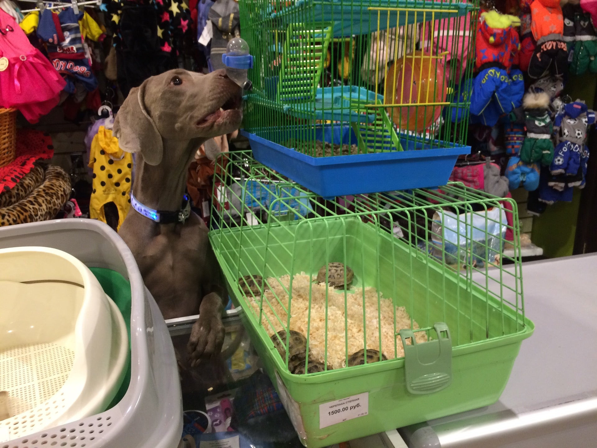 Ветеринарное здание. Айболит тобольск. Айболит тобольск 10 мкр. Ветклиника тобольск 10 мкр. Ветклиника тобольск 10 мкр.