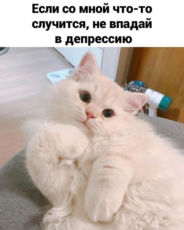 Туть котик картинка