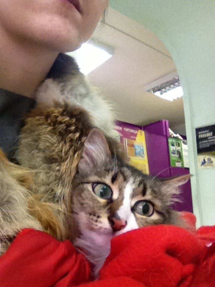 Ветеринарная клиника Zoo центр в Железнодорожном районе - отзывы, фото ...