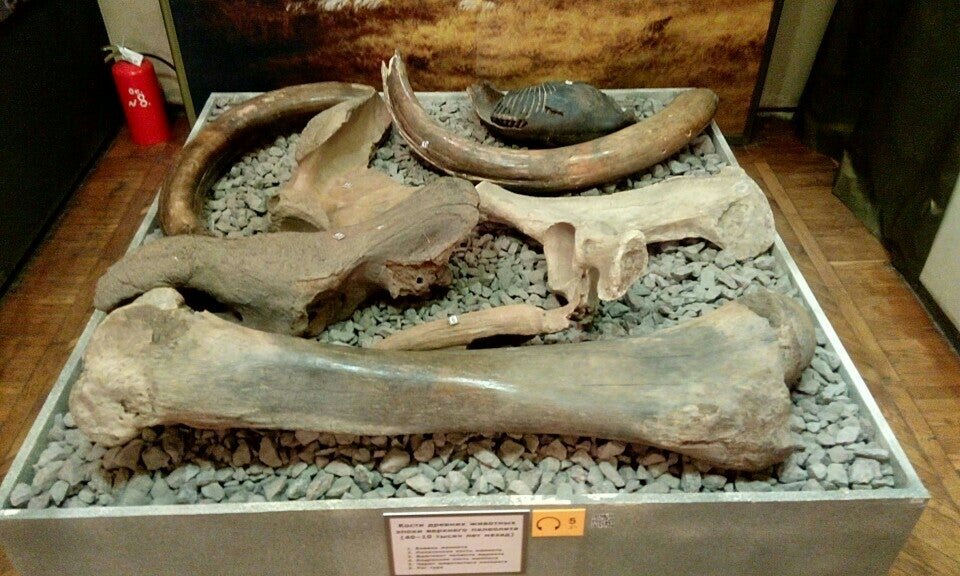 Экспонаты воронежского краеведческого музея