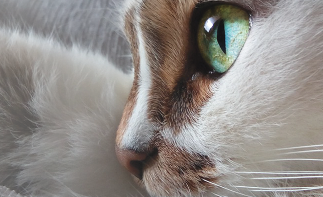 Анализ на токсоплазмоз у кошек на Берёзовой аллее – Сделать на токсоплазмоз  у кошек: 1 ветеринарная клиника, 7 отзывов, фото – Москва – Zoon.ru