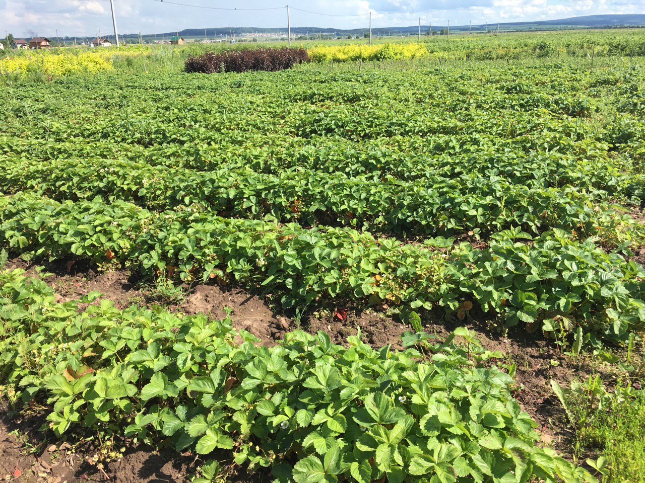 марьина роща питомник растений каталог. рощи питомник. липа европейская pallida. питомник марьина роща. осиновая роща санкт-петербург питомник растений.