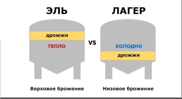 Пиво верхового брожения. Различия верхового и низового брожения. Дрожжи верхового и низового брожения отличия.