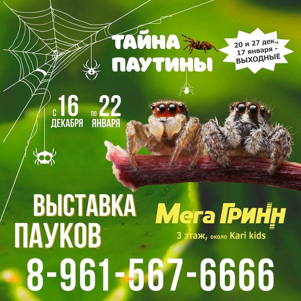 Мегагринн курск концертный зал схема зала с местами