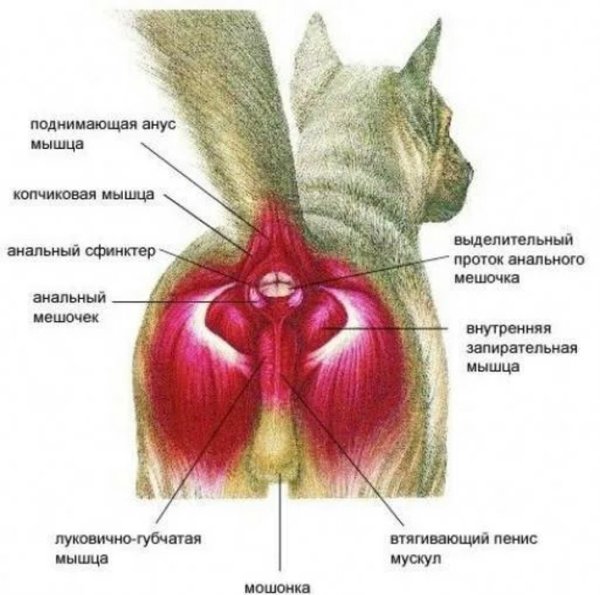 Красное внутри попы. Анатомия параанальных желез у собак. Параанальные железы у собак анатомия. Воспаление параанальных желез у кота. Параанальные железы у собаки строение.