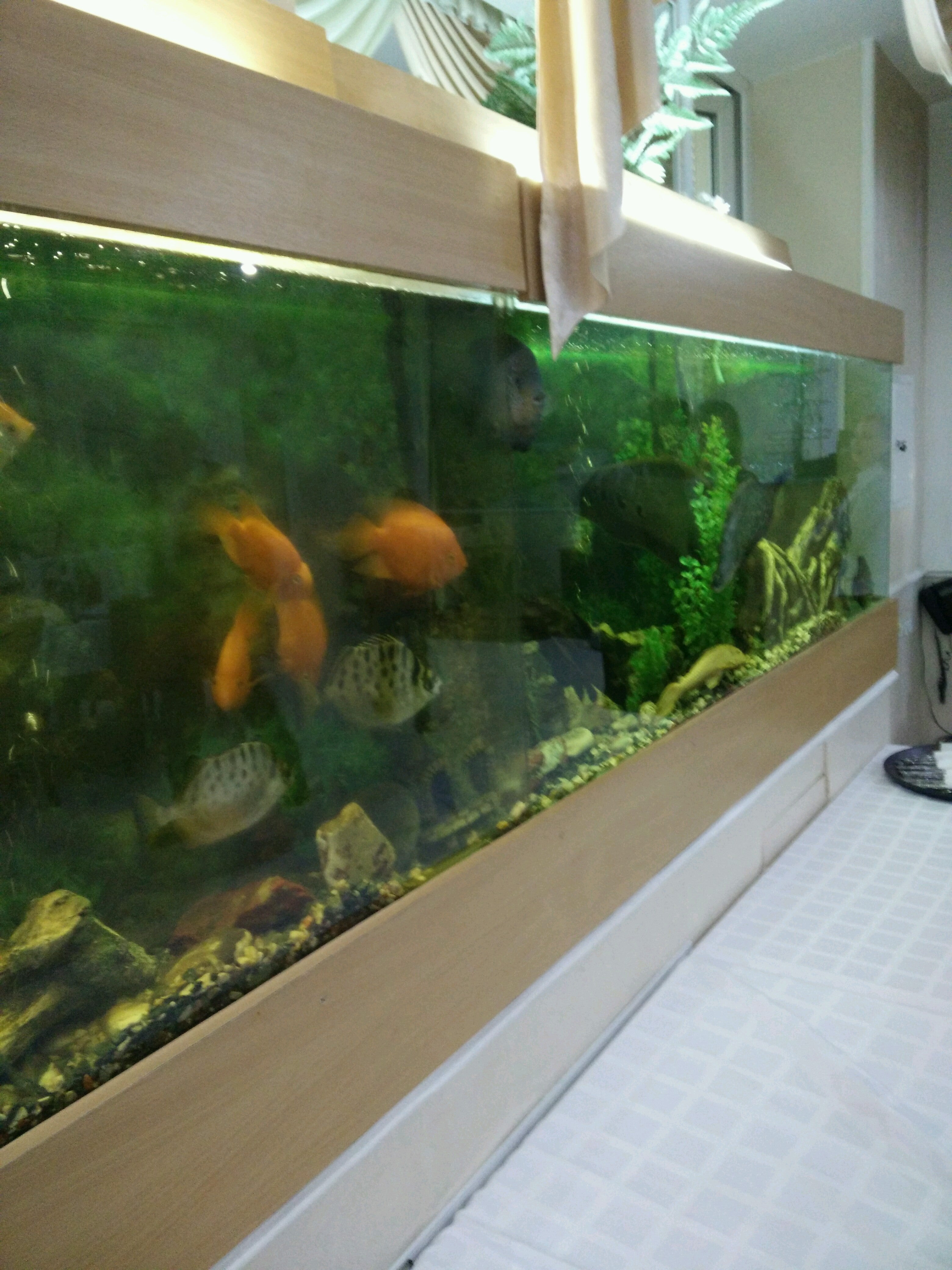 соблазн кафе ростов на дону 339 стрелковой